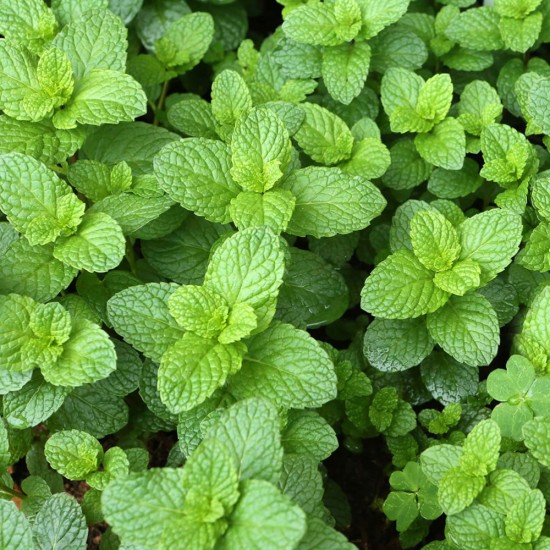 Mentă Verde Organică